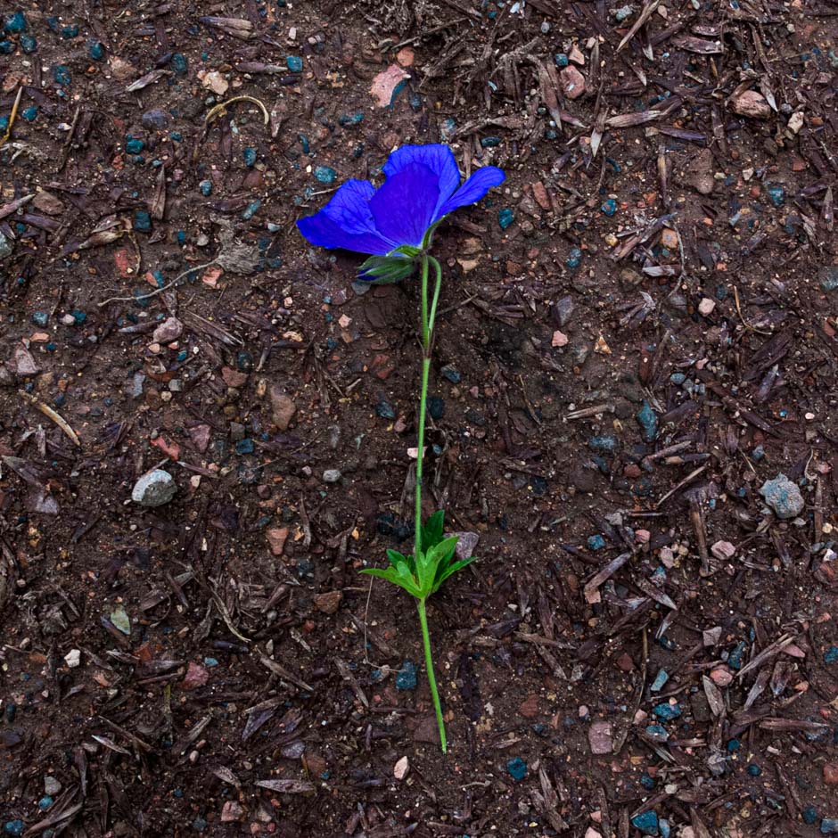 blaue blüte | 2014