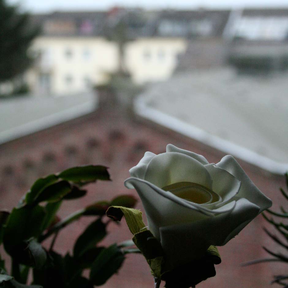 herr duldhardt nr.1 | rosen