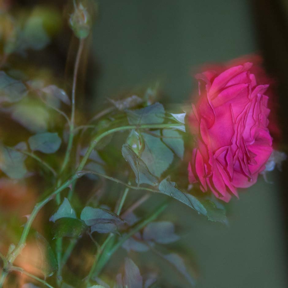 herr duldhardt nr.1 | rosen